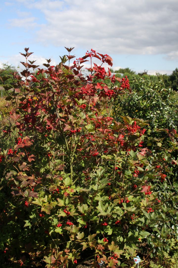 Viburnum trilobum 'Alfredo' Sneeuwbal De Tuinen van Appeltern
