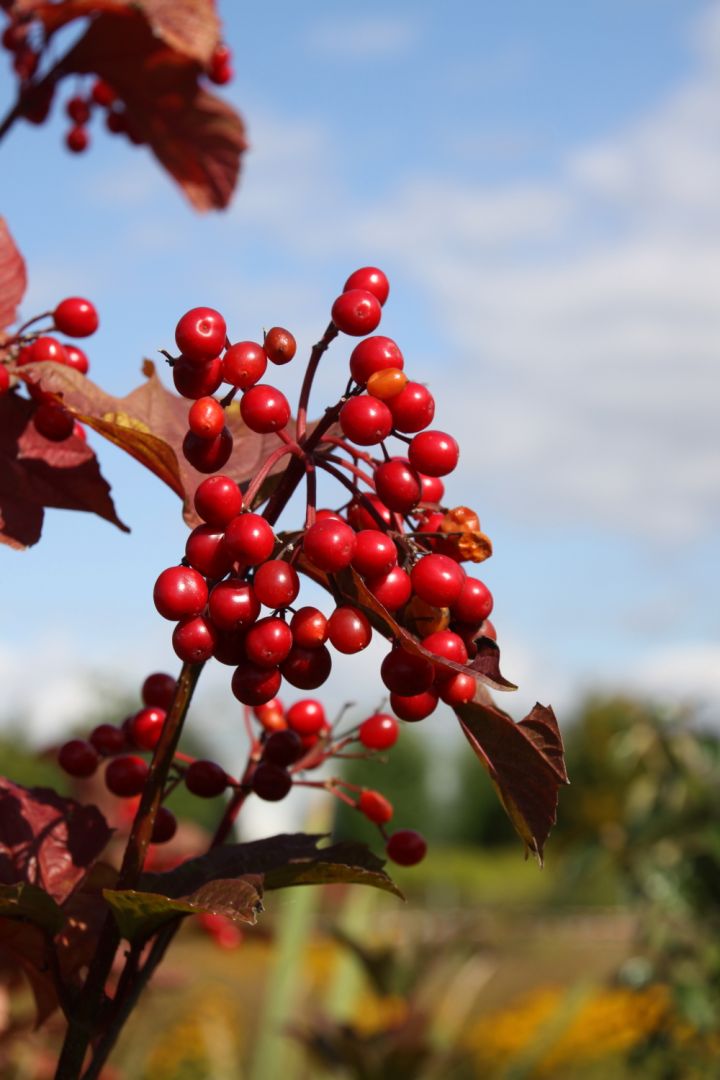 Viburnum trilobum 'Alfredo' Sneeuwbal De Tuinen van Appeltern