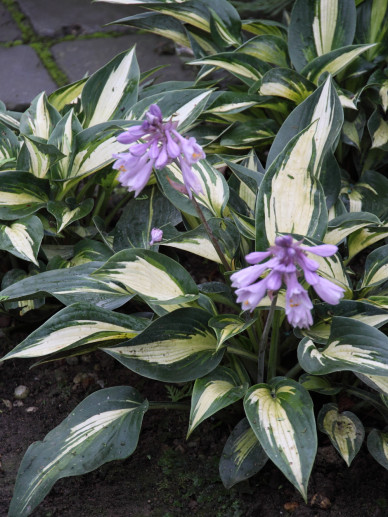 Hosta ‘Magic Island’ - Hartlelie | De Tuinen van Appeltern