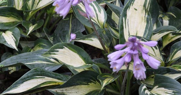 Hosta ‘Magic Island’ - Hartlelie | De Tuinen van Appeltern