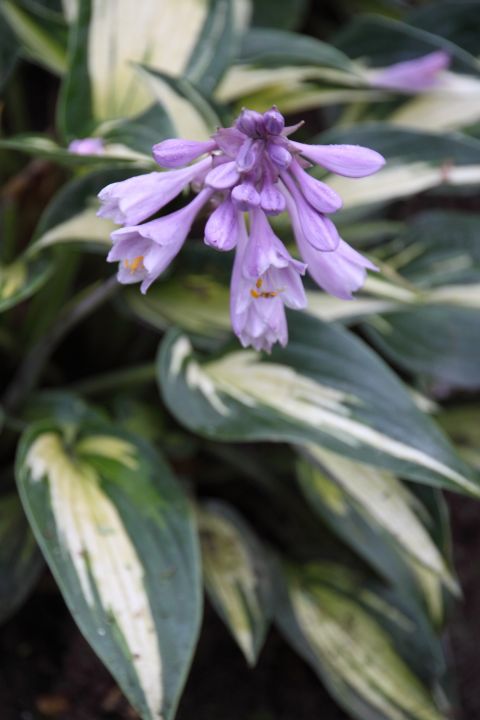 Hosta ‘Magic Island’ - Hartlelie | De Tuinen van Appeltern