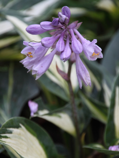 Hosta ‘Magic Island’ - Hartlelie | De Tuinen van Appeltern