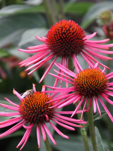 Echinacea purpurea 'Orange Spider' - Rode zonnehoed