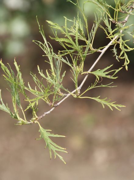Alnus glutinosa 'Imperialis' (Zwarte els)