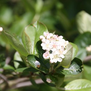 Zwarte appelbes (Aronia melanocarpa, bosplantsoen)