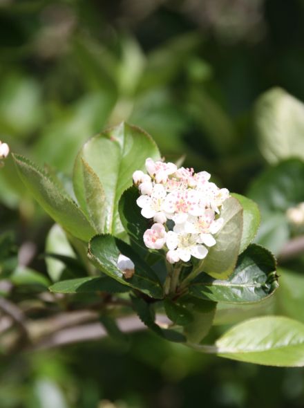 Zwarte appelbes (Aronia melanocarpa, bosplantsoen)