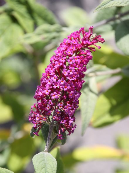 Buddleja 'Miss Ruby' (robijnrode Vlinderstruik)