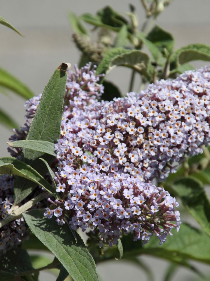 Buddleja davidii 'Pixie Blue' - Vlinderstruik