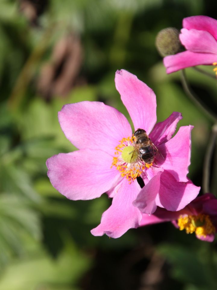 Anemone hupehensis 'Prinz Heinrich' - Herfstanemoon
