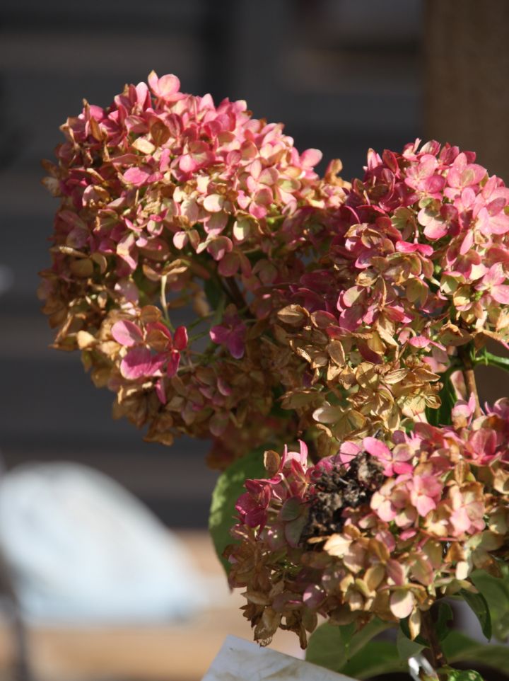 Hydrangea paniculata 'Little Lime' ('Jane') - Pluimhortensia