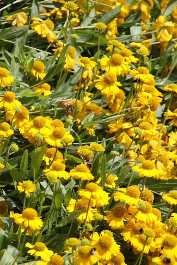 Helenium autumnale 'Pumilum Magnificum' - Zonnekruid | De Tuinen van ...