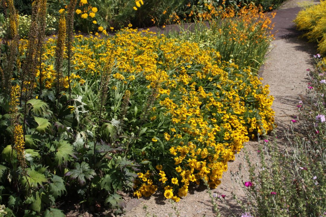 Helenium autumnale 'Pumilum Magnificum' - Zonnekruid | De Tuinen van ...