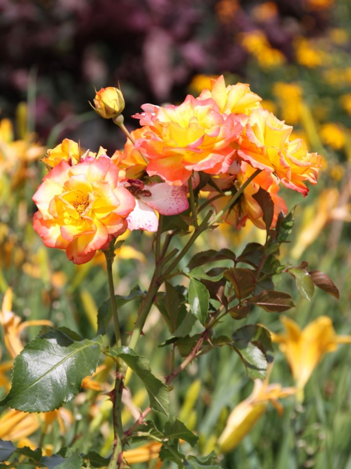 Rosa × odorata 'Mutabilis' = Rosa chinensis 'Mutabilis' - Theeroos