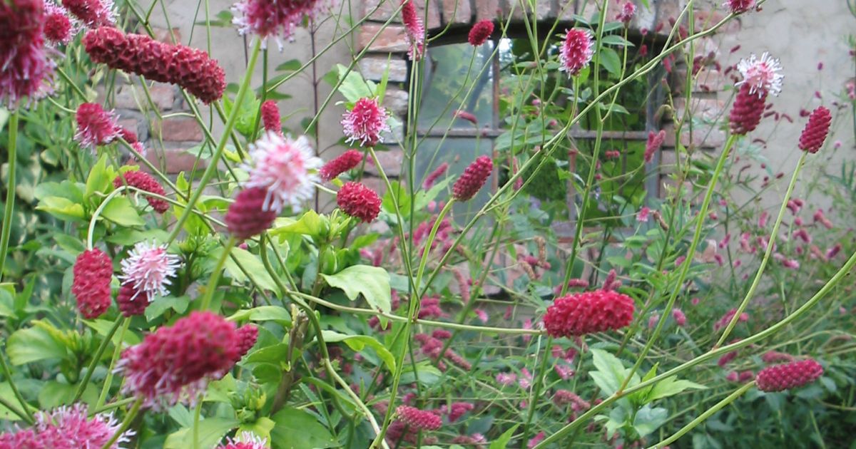 Sanguisorba tenuifolia var. purpurea Pimpernel De Tuinen van Appeltern