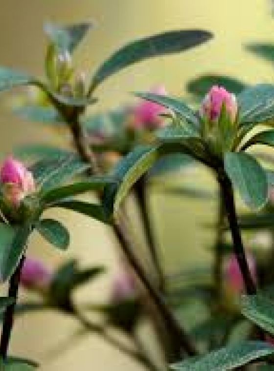 Bloemknoppen en bladknoppen
