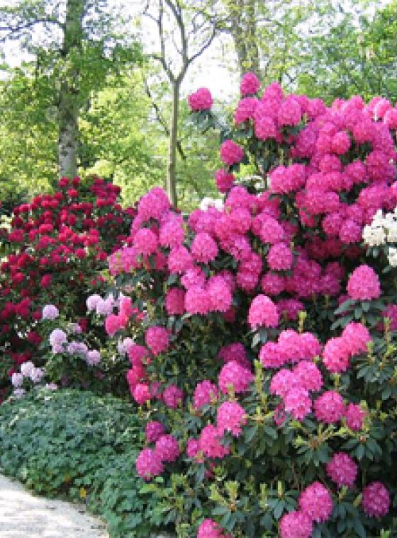 Snoeiregels per plantgroep