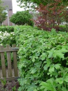 Acer campestre (Veldesdoorn)