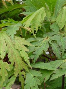 Acer japonicum 'Aconitifolium' (Japanse esdoorn)