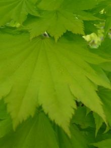 Acer shirasawanum Aureum (Japanse esdoorn)