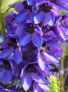 Delphinium pacific 'Black Knight' (Donker blauwe ridderspoor)