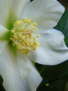 Helleborus niger (Nieskruid, Witte kerstroos)