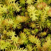 Sedum reflexum 'Angelina' (Tripmadam, Vetkruid, Sedum rupestre 'Angelina')