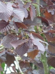 Corylus maxima 'Purpurea' (Roodbladige hazelnoot, Rode hazelaar, Lambertsnoot)