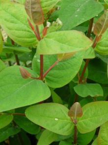 Hypericum androsaemum (Hertshooi)