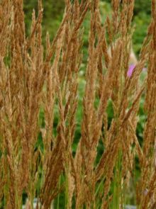 Calamagrostis acutiflora 'Karl Foerster' (Struisgras, Bosstruisgras)