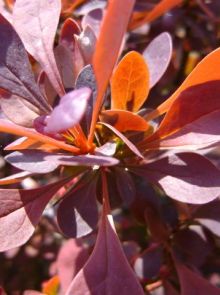 Berberis thunbergii 'Atropurpurea Nana' (Zuurbes)