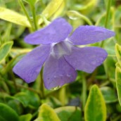Kleine maagdenpalm (Vinca minor 'Aureovariegata') - p9