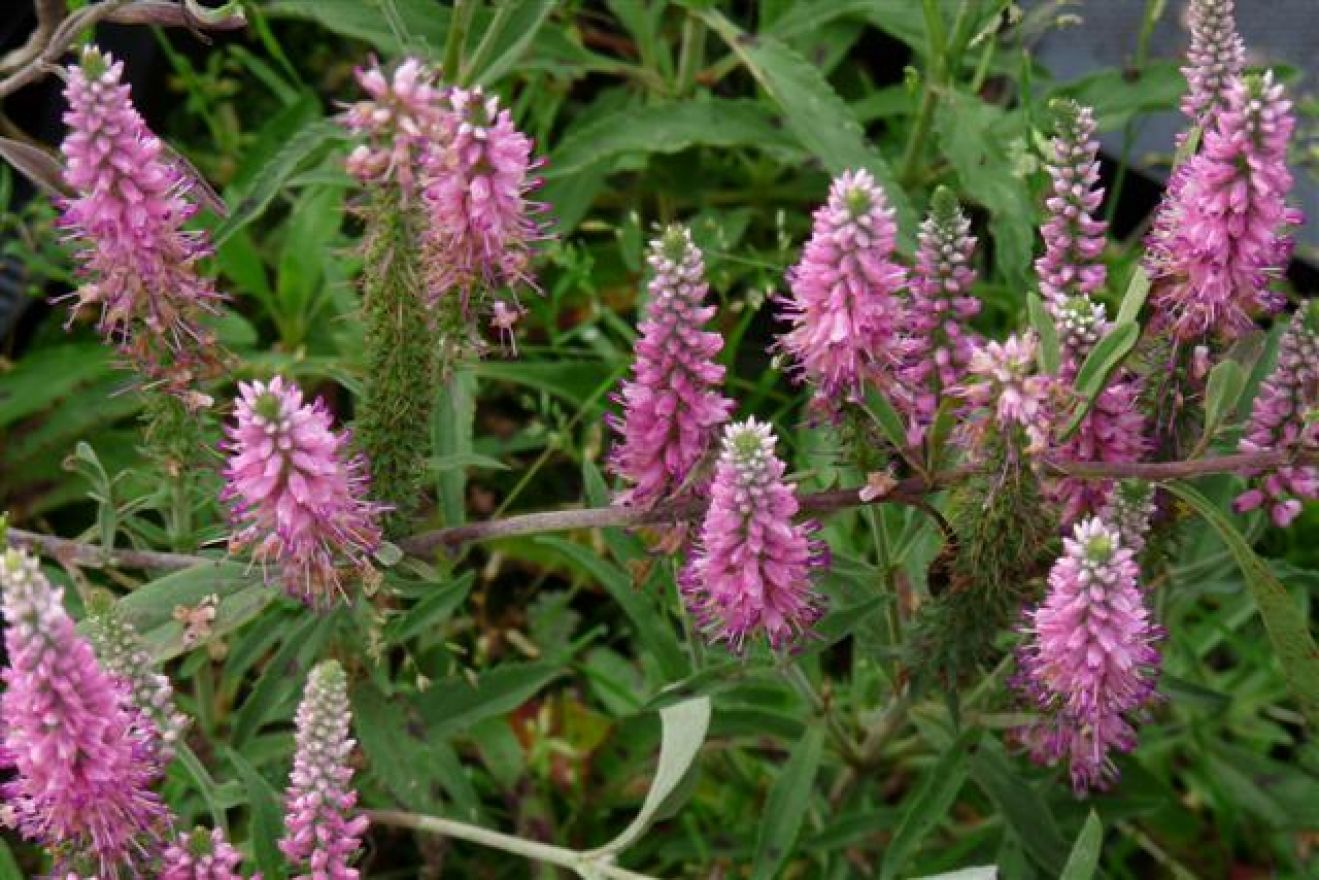 Veronica spicata 'Heidekind' (Aarereprijs) De Tuinen van Appeltern