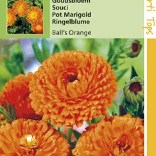 Calendula officinalis Ball's Orange (zaad Goudsbloem, dubbelbloemig)