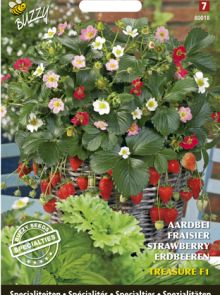 Aardbei Treasure F1 (aardbeienzaad