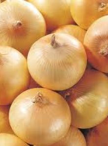 Stuttgarter plantuien (1 kilogram, gele ui)