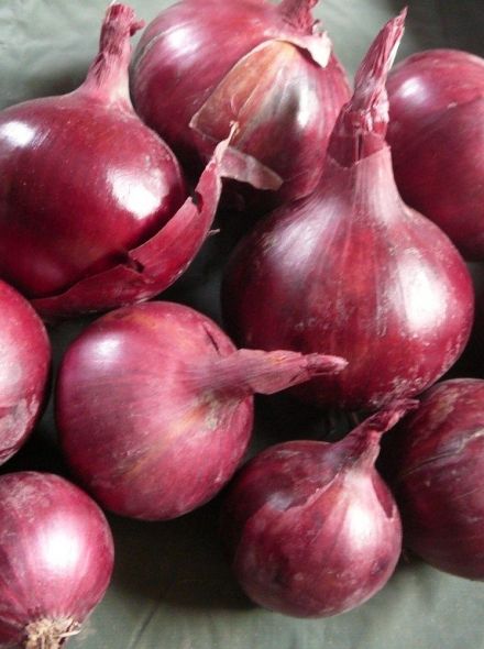 Piroska rood (plantenuien,1 kilogram, rode ui)