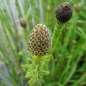 Equisetum fluviatile (Holpijp)