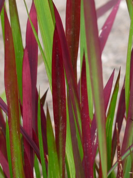 Imperata cylindrica Red Baron (Japans bloedgras) - p9