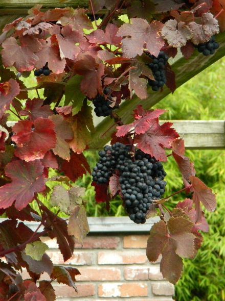 Vitis vinifera 'Purpurea' (Wijnstok, Blauwe druif, Druivelaar)