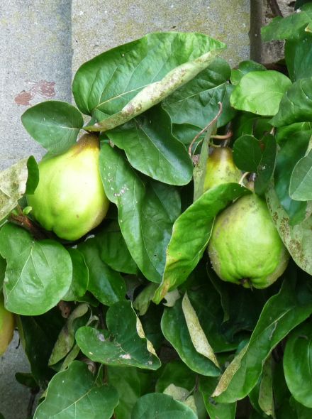 Cydonia oblonga 'Rea's Mammoth' (Kweepeer)