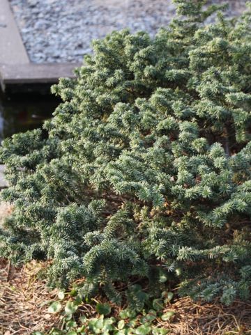 Abies balsamea 'Nana' - Balsemzilverspar