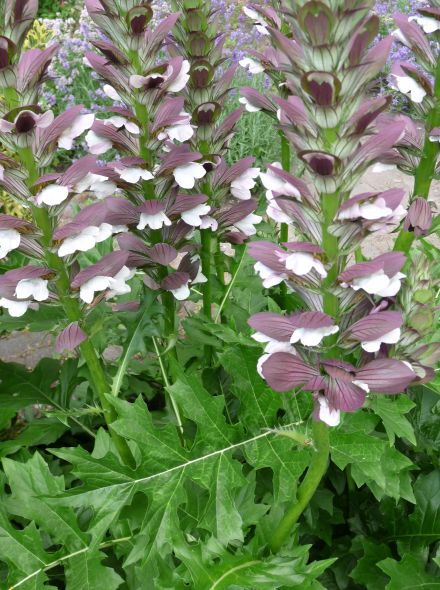 Acanthus hungaricus (Stekelige Berenklauw, Hongaarse acanthus)