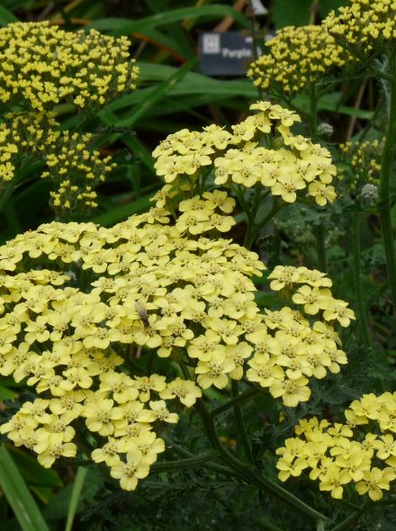 Achillea 'Credo' (Duizendblad)