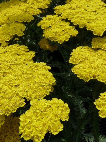 Achillea 'Moonshine' (Duizendblad)