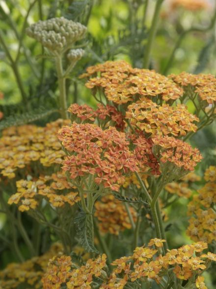 Achillea 'Terracotta' (Duizendblad)