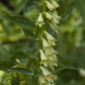 Geel vingerhoedskruid (Digitalis lutea) - p9