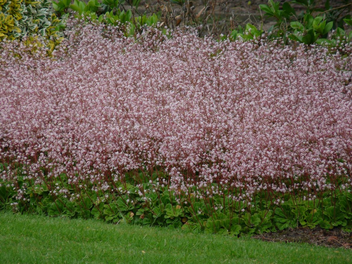 saxifraga_clarence_elliott_schildersverdriet_steenbreek_hoe_langer_hoe_liever.jpg