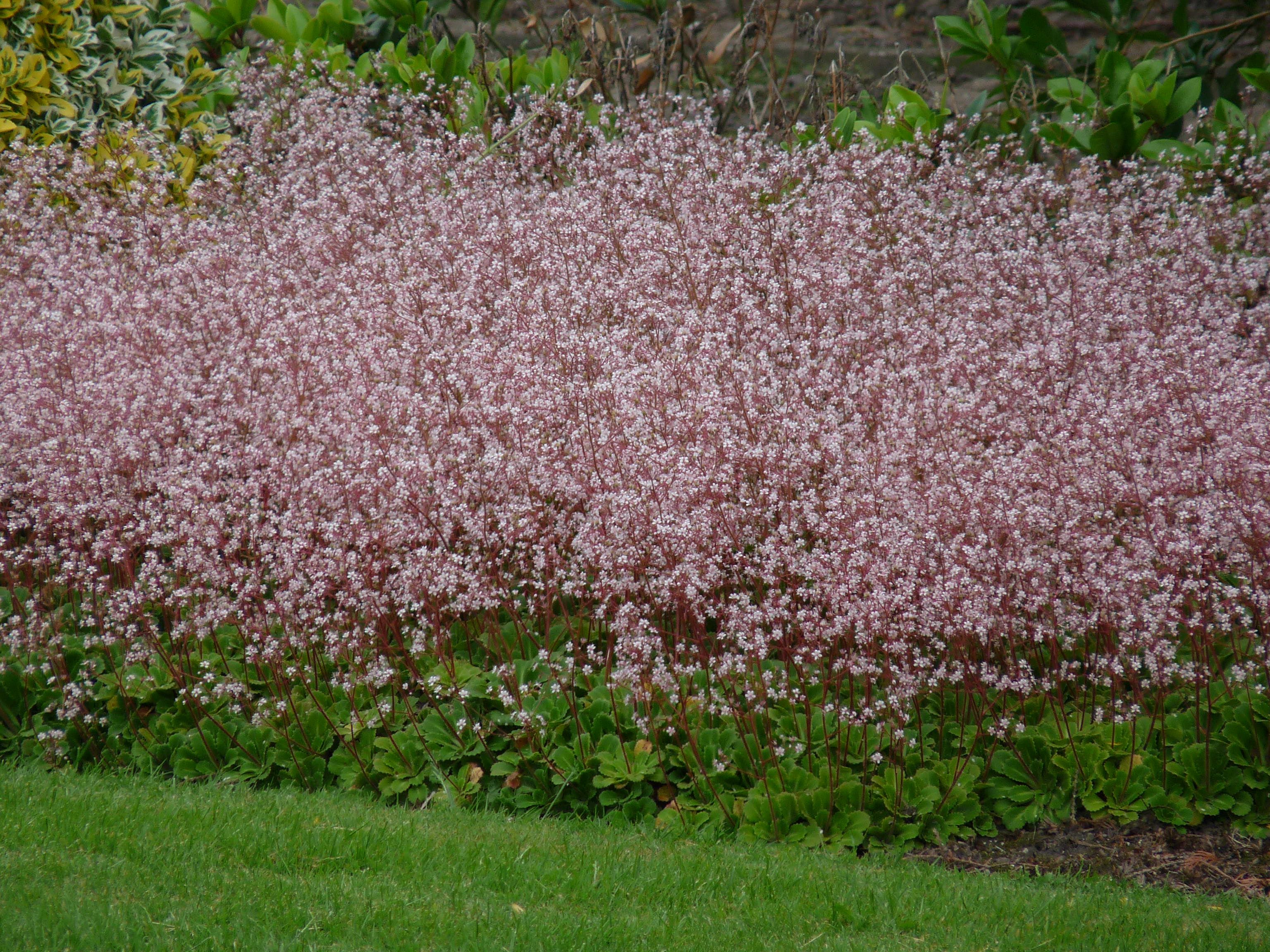 saxifraga_clarence_elliott_schildersverdriet_steenbreek_hoe_langer_hoe_liever_hires.jpg