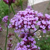 Tuinen van appeltern