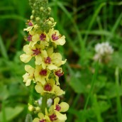 Verbascum nigrum - p9